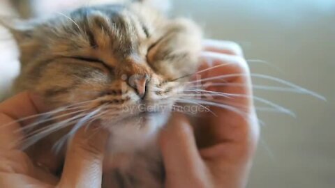 Cat relaxing and getting massage on face