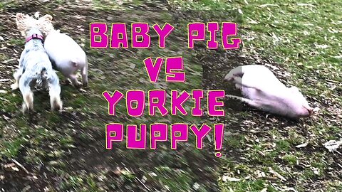 Baby Mini Pig Vs Yorkie Puppy!