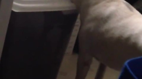 Dog Caught Red-Handed Stealing Food