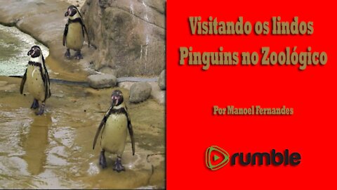 Visitando os lindos pinguins no Zoológicos