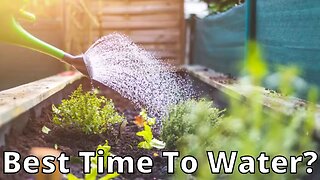 When Is The Ideal Time To Water My Plants?