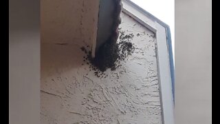 Bees causing problems at east Las Vegas apartment complex