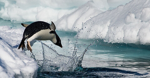 Frozen Marvels Captivating Wildlife Moments in Antarctica's Chilling Embrace
