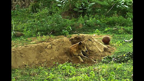 People Said This Dog Was Guarding Her Owner’s Grave, But One Rescuer Uncovered A Stunning Secret