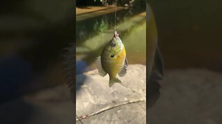 Last fish of the day! 7in bluegill! #fishing #outdoors #nature