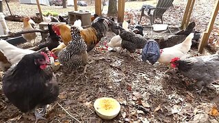 Chicken Thanksgiving 2023