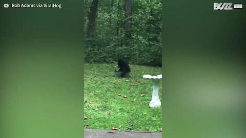 Cet ours se détend dans une bassine d'eau trouvée dans un jardin