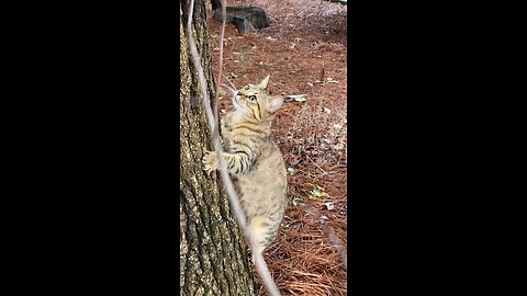 Hunting with the Kitty Cat who Followed me home - Is she Bengal?