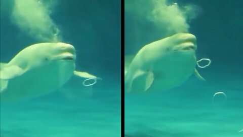 Playful Beluga Whale Making Bubble Ring after watching swimmer camera