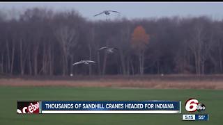 Sandhill cranes return to Indiana