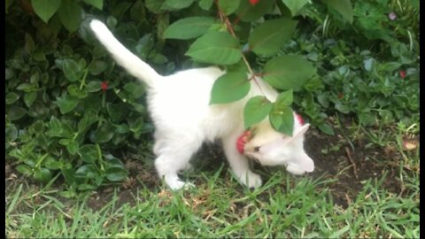 Cute Cat playing with flower tree in the garden