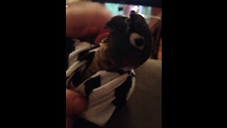 Cute Parrot Dancing