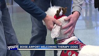 Therapy dogs at Boise Airport