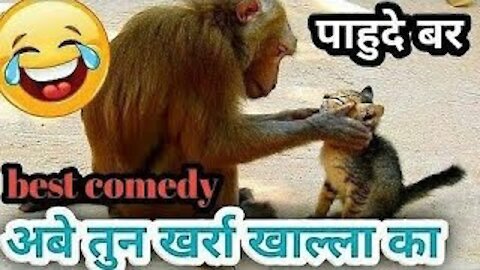 Lakshmi kant bhise funny animals comedy video