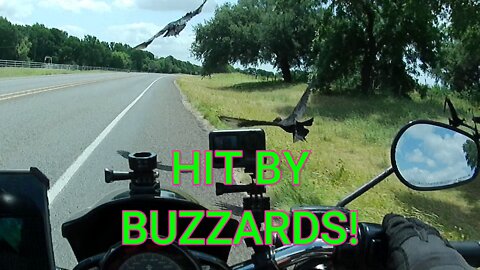 HIT BY BUZZARDS! #sundayshorts #buzzards #crash