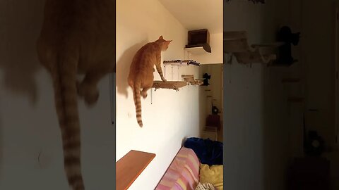 The Floor Is Lava (El Suelo Es Lava) #cutecat #gato