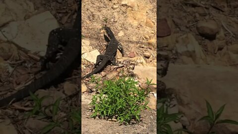 Goanna trying to get into the yard