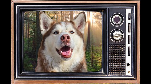 Husky Television