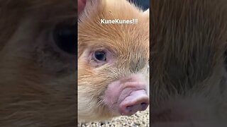 🐽🐽🐽PIGLETS! ❤️ #farmlife #kunekune #pigs #cute