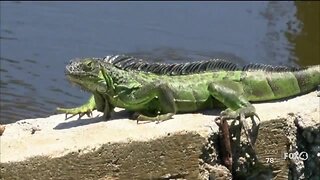 City of Sanibel cutting green iguana trapping services