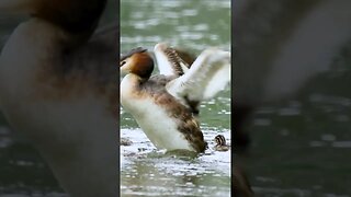 Great Crested Grebe Drops Off Baby Chicks #shorts #short