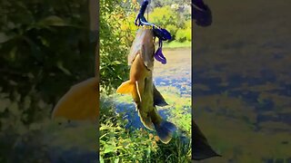AI edited this video... How did it do? #bassfishing #ai #editing