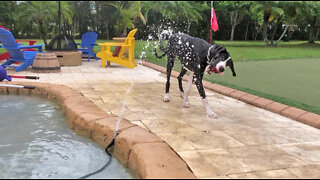Clever Great Dane Makes DIY Water Hose Drinking Fountain