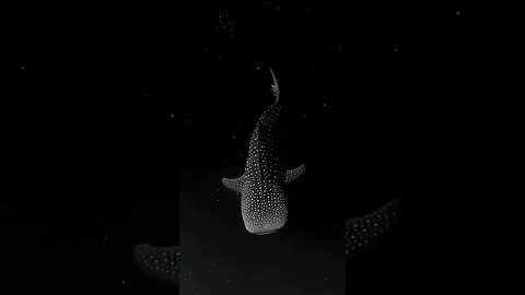 A whale shark in bioluminescent algae.. #shorts