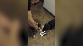 Kitten Steals Dog’s Food