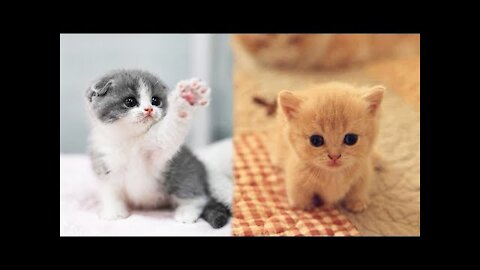 Baby Cats - Cute and Funny Cat Videos Compilation #1 | #CuteAnimalsKingdom 💖💖😀😀 #Ankitsinghania