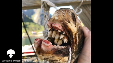 Aliens of the abyss, Russian fisherman showcases his nightmarish catches from the deep dark depths.