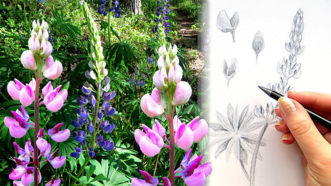 Relaxing LUPINE Plein Air Drawing Tutorial