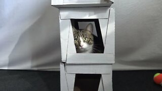 Small Cat Discovers His New House