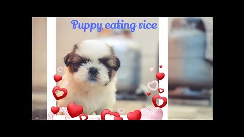 Cute puppy 🐶 eating rice in hunger.#Shorts, #puppy, #puppylove ,#puppylife,#cute, #animal