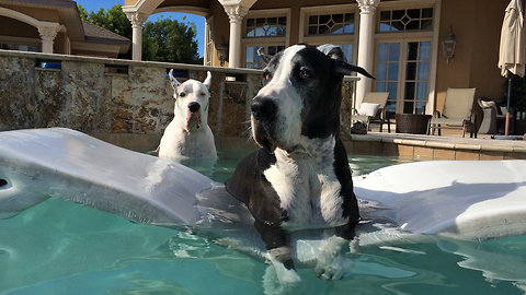 Two Great Danes relax in the pool together