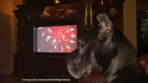 Laid Back Great Danes Watch 4th of July Fireworks on TV