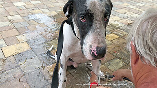 Muddy Great Dane Puppy Gets a Bath