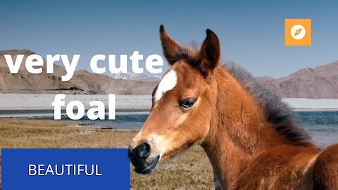 very cute foal