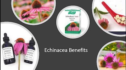 Echinacea Benefits - Cold, Flu & More