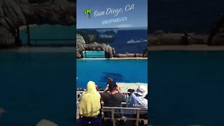 🌴 SeaWorld San Diego, California | Orca Whale Show | Killer Whales