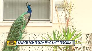 Peacock found in Dunedin impaled by arrow