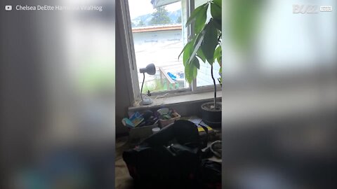 Cette femme entre en panique en voulant aider un colibri piégé dans sa maison