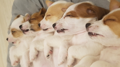 Sleeping Jack Russell puppies will melt your heart!