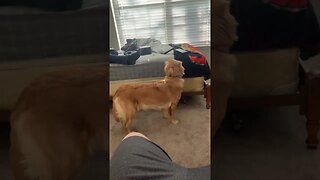 Dog Hates Other Dogs Barking #shorts