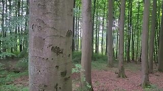 Wanderung durch Buchenhochwald auf dem Krehberg im Odenwald / German forest ASMR (short)