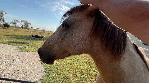 A Horsy Walk & Talk - Horse Ears, Horse Training, Using Food To Train Good Habits