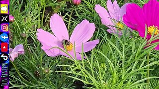 Bee Collecting Nectar In Summer