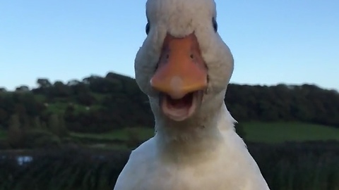 You won't believe how bossy this little ducky is!