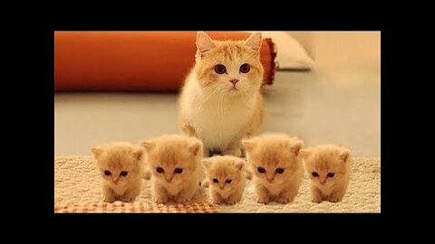 Лучшие смешные видеоролики о кошках за неделю / Top Funny Cat Videos Of The Weekly