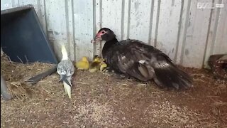 Un canard mord une perruche pour protéger ses petits